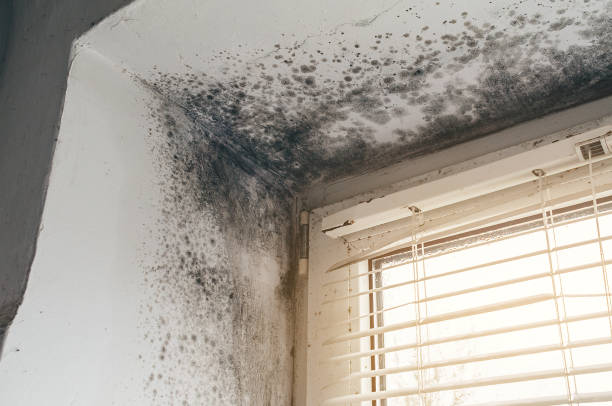 Affordable Attic Mold Remediation solutions in Mount Freedom, NJ