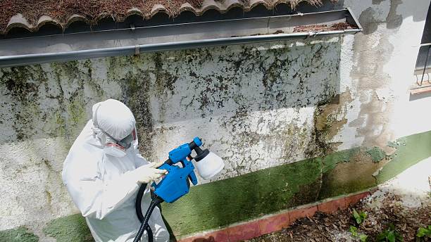 Top rated local Attic Mold Remediation specialists in Mount Freedom, NJ